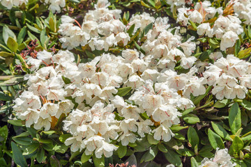 Blossoming rhododendron. Ski Resort Rosa Khutor, Russia.