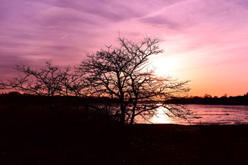 Fototapeta premium the tree near the water in sunset