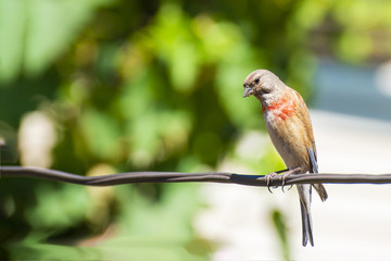 Tapdog, creeper, bird of the passerine family sitting on the wire and looking close up