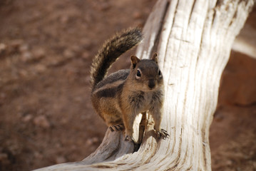 Golden-mantled Ground Squirrel on a tree