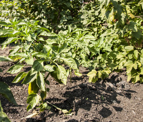 ed bell pepper hanging on tree in farm