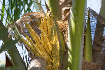 Flowering coconut tree