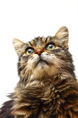 Close up of a studio shot domestic tabby cat