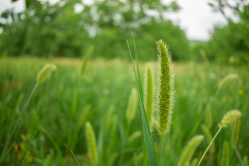 Fototapeta na wymiar Close up of fresh morning green wheat in spring
