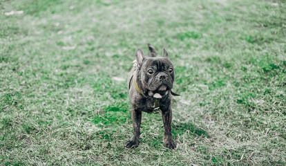 Fototapeta na wymiar Black charismatic French bulldog on a walk. clever dog.