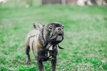Obraz premium Black charismatic French bulldog on a walk. clever dog.