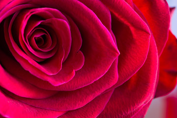 Macro of centre of beautiful, velvety red rose