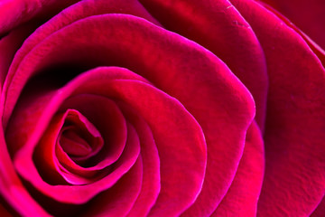 Macro of centre of beautiful, velvety red rose