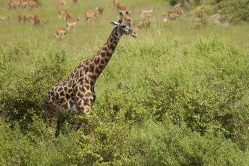 Male Giraffe in Thick brush