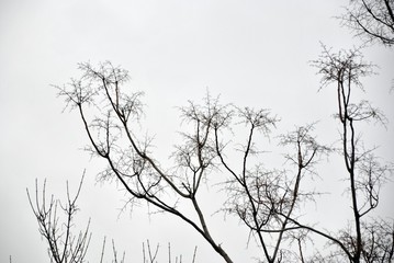 detail of a plant in a foggy day