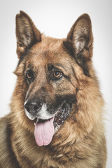 Studio portrait of an expressive German Shepherd dog against neutral background