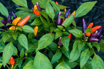 Multi-colored ornamental pepper plant 