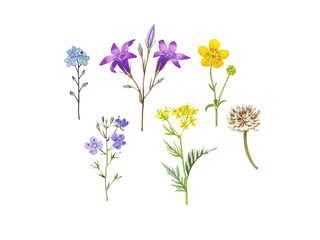 Meadow flowers set. Watercolor hand drawn colorful wild flowers, bluebell, buttercup, forget me not flower, clover. Can be used as print, element design, stickers, textile, invitation, greeting card.