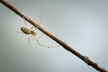 Araignée sur branche