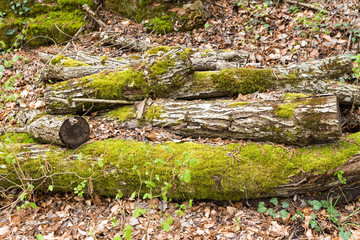 Walk over old mining area