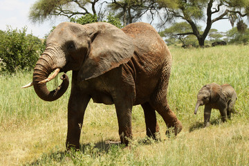 Baby Elephant following Mother Elephant