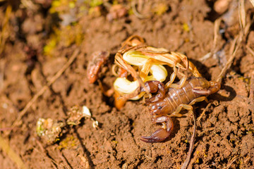 Small wood scorpion - Euscorpius