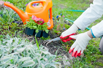 Fototapeta premium Spring works in the garden, care of plants, planting flowers.