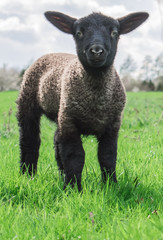 black sheep © jackey