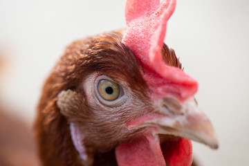 Close-up of a chicken in The Netherlands