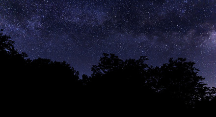 Fototapeta na wymiar Silhouette of tree branches against the background of the milky way