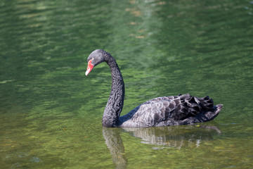 Black swan