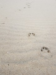 traces of paws of an animal on the sand