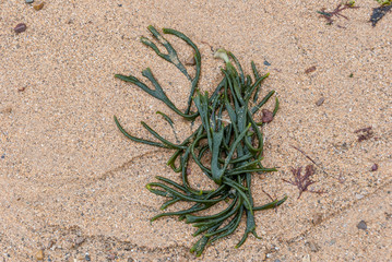 Seaweed on the beach sand