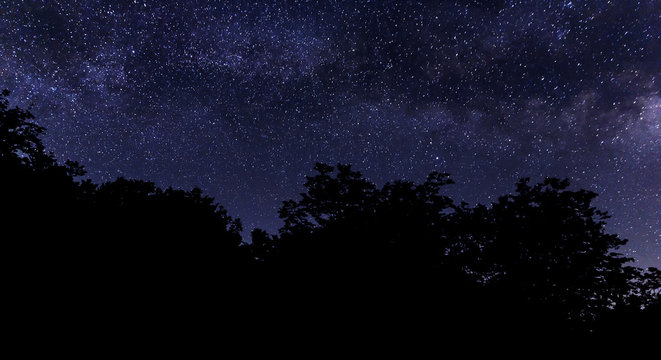 Silhouette of tree branches against the background of the milky way