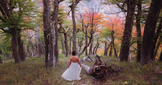 Aerial view of a bride walking down on the fall forest native lenga tree in the Andean range. 4k