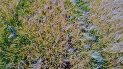 Drone flight and aerial view over a cornfield