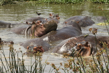 Herd of Hippos Stay Cool