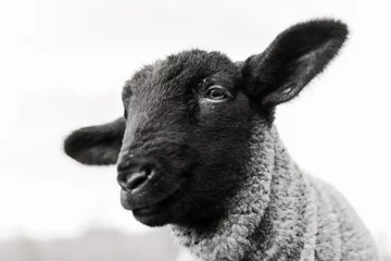 Fotobehang zwart schaap © jackey