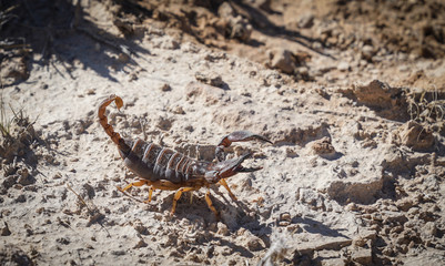 Burrowing scorpion in Namibia