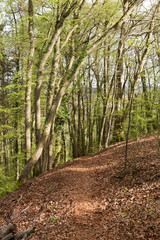 Walk over old mining area