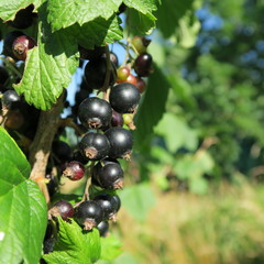 blackcurrant shrub in the garden
