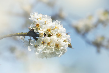 apple branch on sunny sky