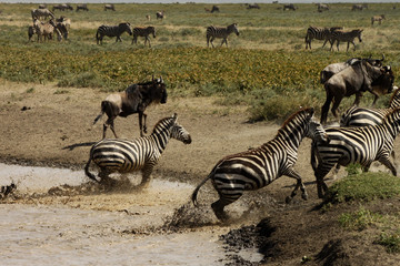 Fototapeta na wymiar Zebra Running out of Water