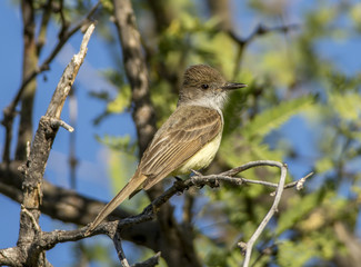 Ash-throated Flycatcher