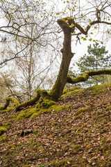 Walk over old mining area