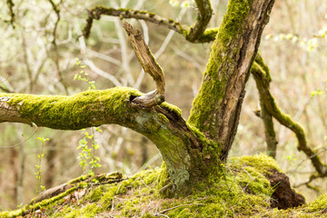 Fototapeta premium Walk over old mining area