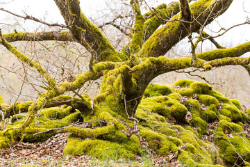 Walk over old mining area