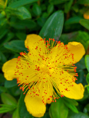 Hypericum calycinum