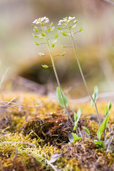 Walk over old mining area