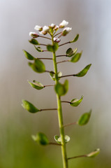 Walk over old mining area