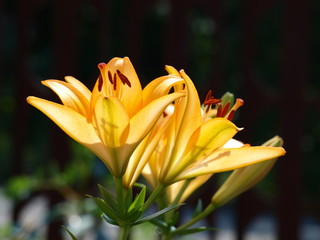 Beautiful yellow lilies