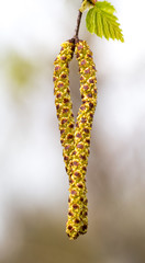 Walk over old mining area