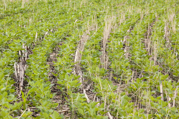 Curved rows of soybeans planted on a cereal rye cover crop.