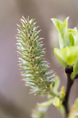 Walk over old mining area