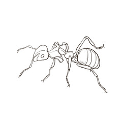 Hand drawn ant isolated on white background. Vector illustration